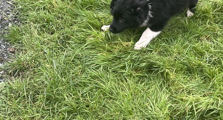 Collie pups