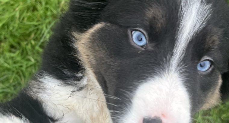 Collie pups