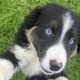 Collie pups