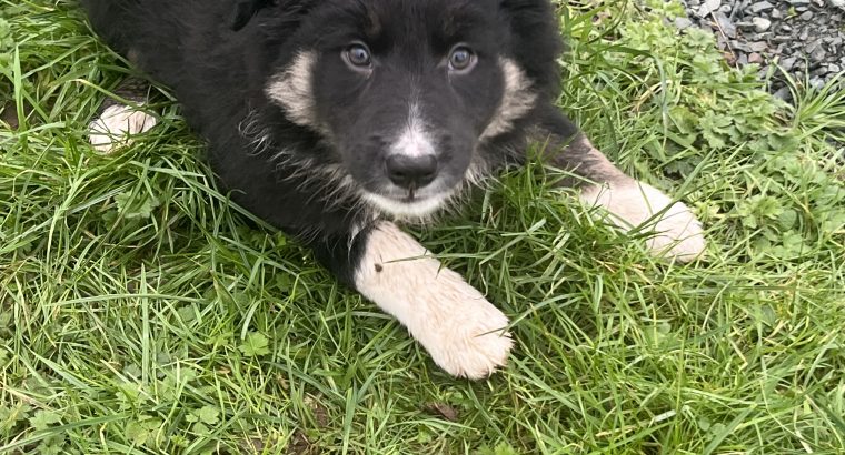 Collie pups