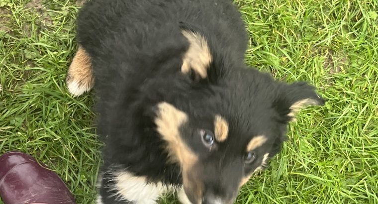 Collie pups