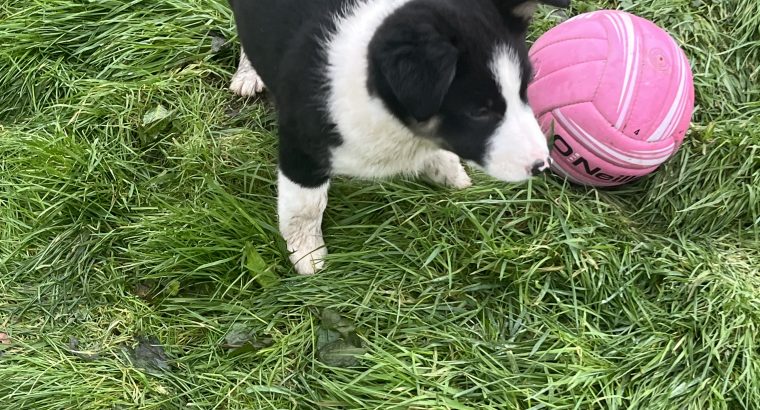 Collie pups