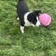 Collie pups