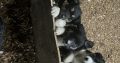 Collie pups