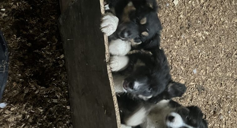 Collie pups