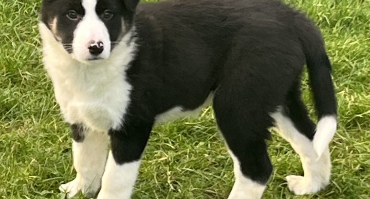 Collie pups