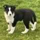 Collie pups