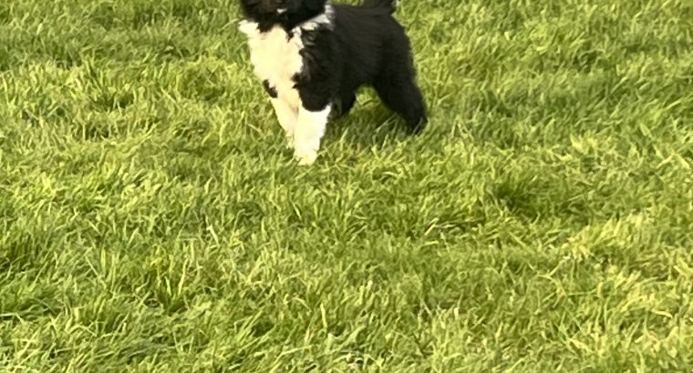 Collie pups