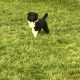 Collie pups