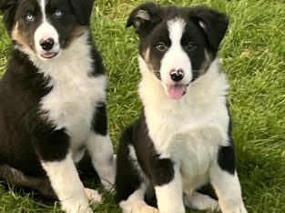 Collie pups