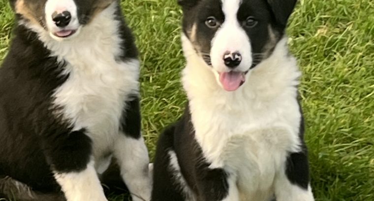 Collie pups