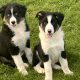 Collie pups