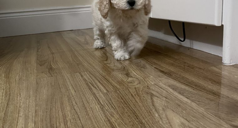 F1b miniature cockapoo