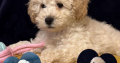 F1b miniature cockapoo