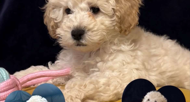 F1b miniature cockapoo