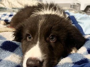 Retriever x Collie Pups