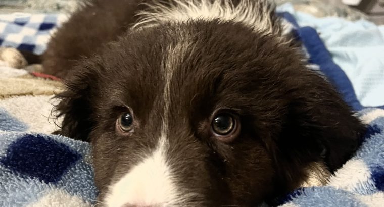 Retriever x Collie Pups