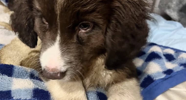 Retriever x Collie Pups