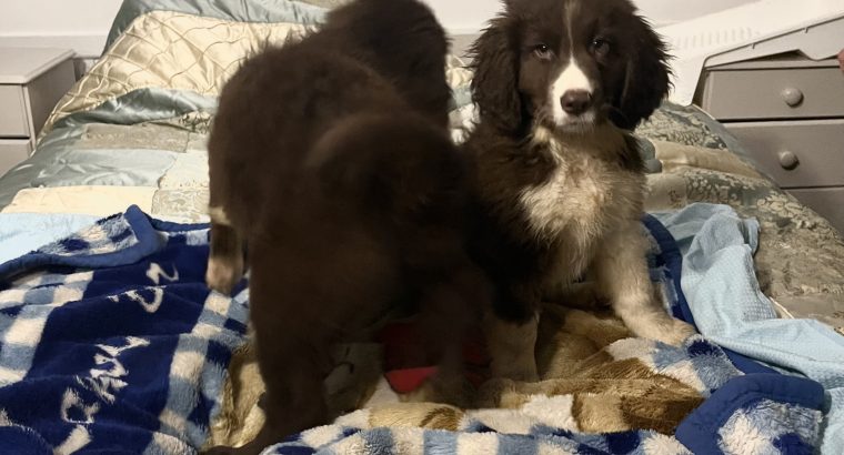 Retriever x Collie Pups