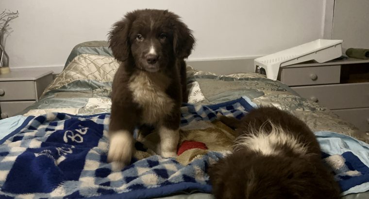 Retriever x Collie Pups