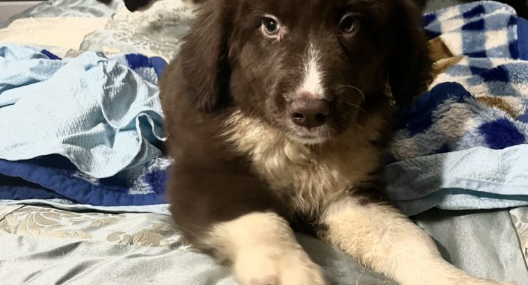 Retriever x Collie Pups