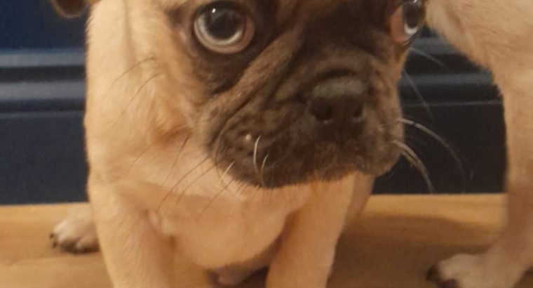 Pug x Chihuahua