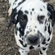 Dalmations for sale