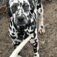 Dalmations for sale