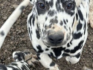 Dalmations for sale