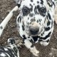 Dalmations for sale