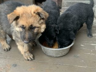 3 german sheppard pups