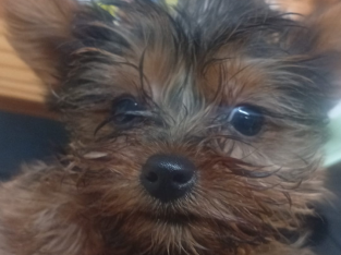 Yorkshire terrier pup for sale