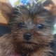 Yorkshire terrier pup for sale