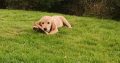 Adorable Golden Retriever Puppies