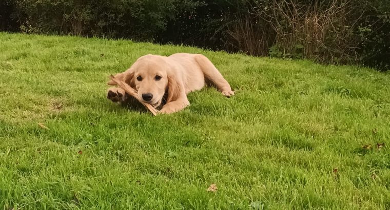 Adorable Golden Retriever Puppies