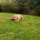 Adorable Golden Retriever Puppies