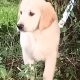 Adorable Golden Retriever Puppies