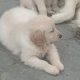 Adorable Golden Retriever Puppies