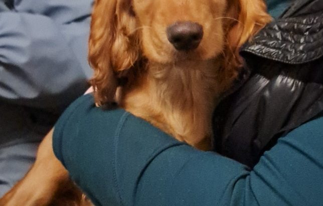 Cocker Spaniel pups