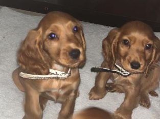 Cocker Spaniel pups