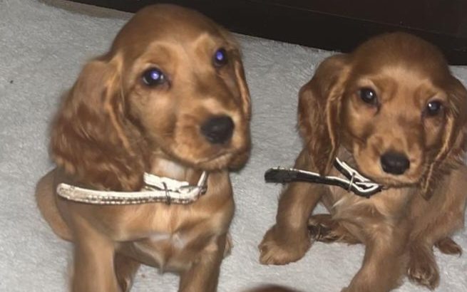 Cocker Spaniel pups