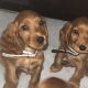 Cocker Spaniel pups