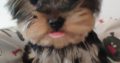 T-Cup Yorkshire Terrier Puppies available