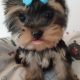 T-Cup Yorkshire Terrier Puppies available