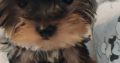 T-Cup Yorkshire Terrier Puppies available