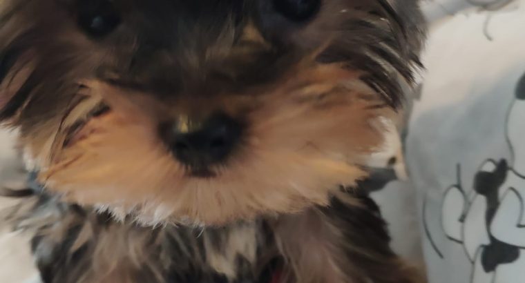 T-Cup Yorkshire Terrier Puppies available