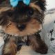 T-Cup Yorkshire Terrier Puppies available