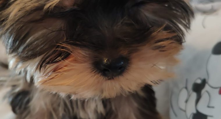 T-Cup Yorkshire Terrier Puppies available