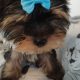 T-Cup Yorkshire Terrier Puppies available