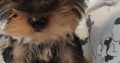 T-Cup Yorkshire Terrier Puppies available